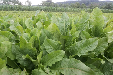 綠色黃金產(chǎn)業(yè)--食葉草（蛋白草）