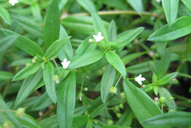 科學(xué)技術(shù)--植物提取物